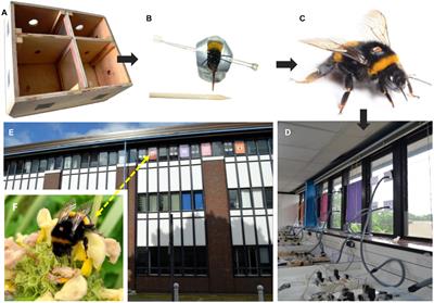 Odour Learning Bees Have Longer Foraging Careers Than Non-learners in a Natural Environment